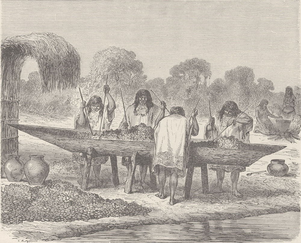 PERU. Conibos preparing turtles eggs 1890 old antique vintage print picture